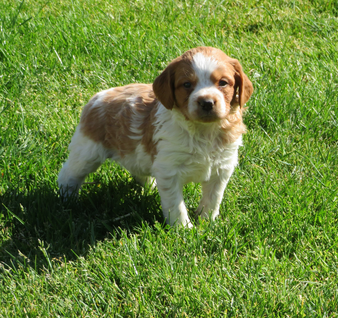 De la plaine marat - Epagneul Breton - Portée née le 24/03/2026