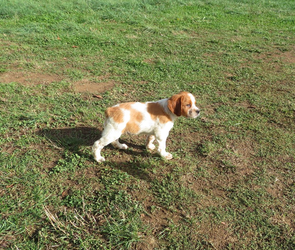 CHIOT
