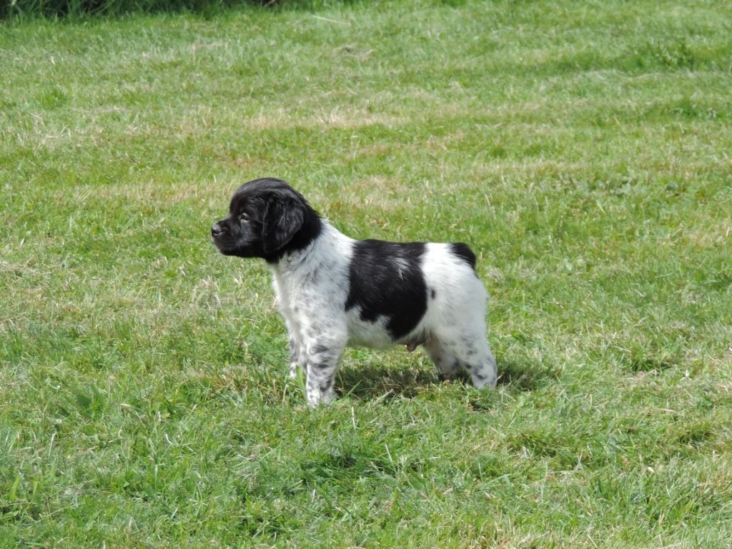 CHIOT