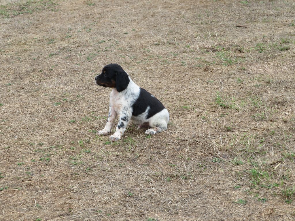 De la plaine marat - Chiots disponibles - Epagneul Breton