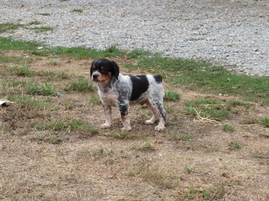De la plaine marat - Chiots disponibles - Epagneul Breton