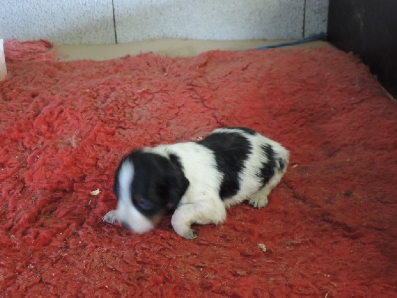 CHIOT