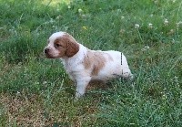 CHIOT