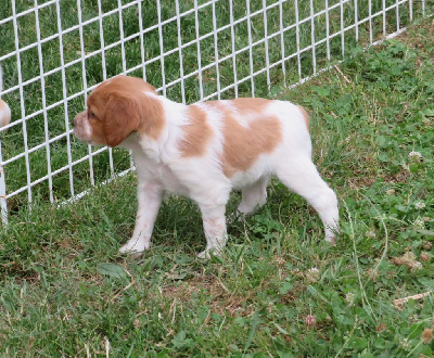 CHIOT