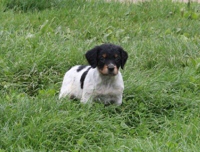 CHIOT