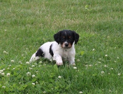 CHIOT