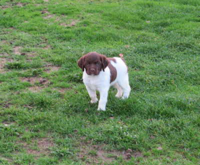 CHIOT 1