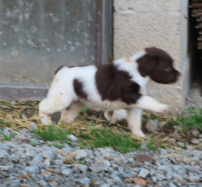 CHIOT 2