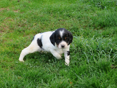 CHIOT