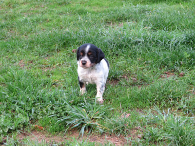 CHIOT