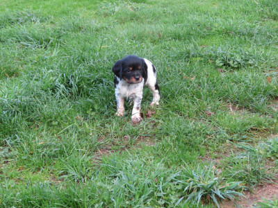 CHIOT