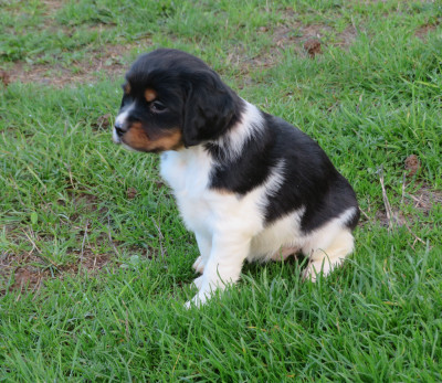 CHIOT