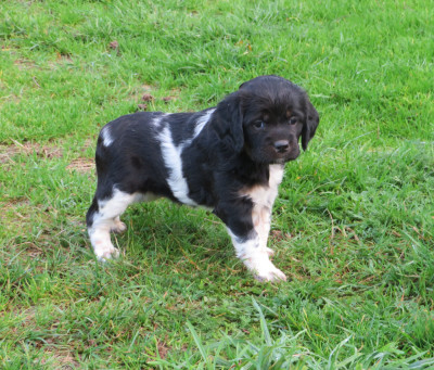 CHIOT