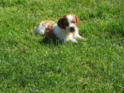 CHIOT 6