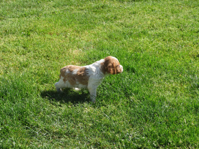 CHIOT 7