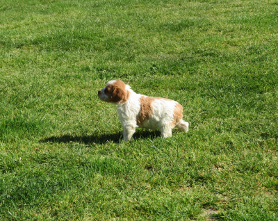 CHIOT 3