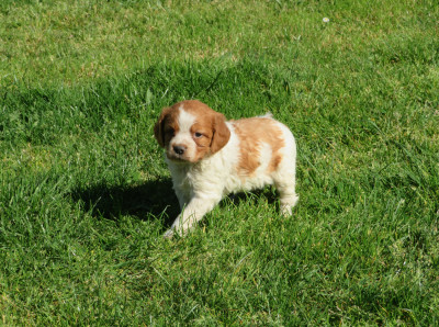 CHIOT 4