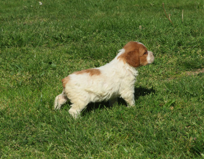 CHIOT 5