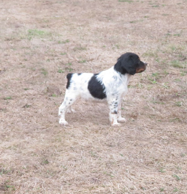 CHIOT