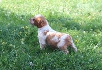 CHIOT