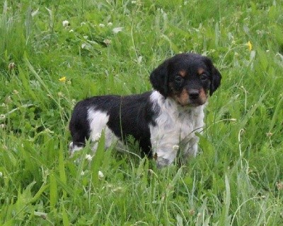 CHIOT