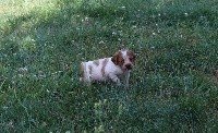 CHIOT