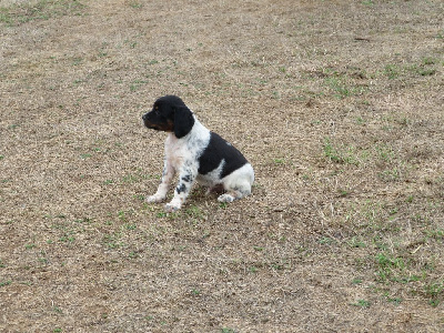 CHIOT