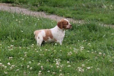 CHIOT