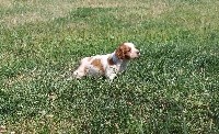 CHIOT