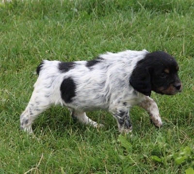 CHIOT
