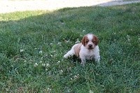 CHIOT