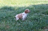 CHIOT