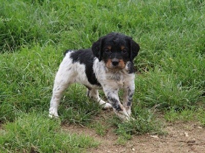 CHIOT