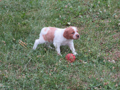 CHIOT