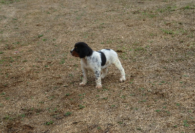 CHIOT
