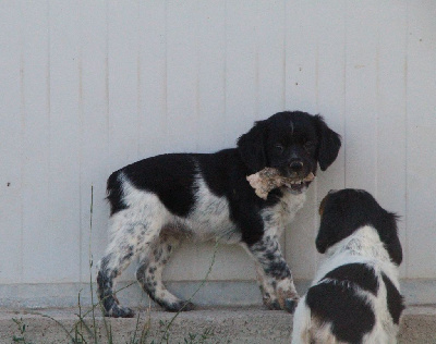 CHIOT 2