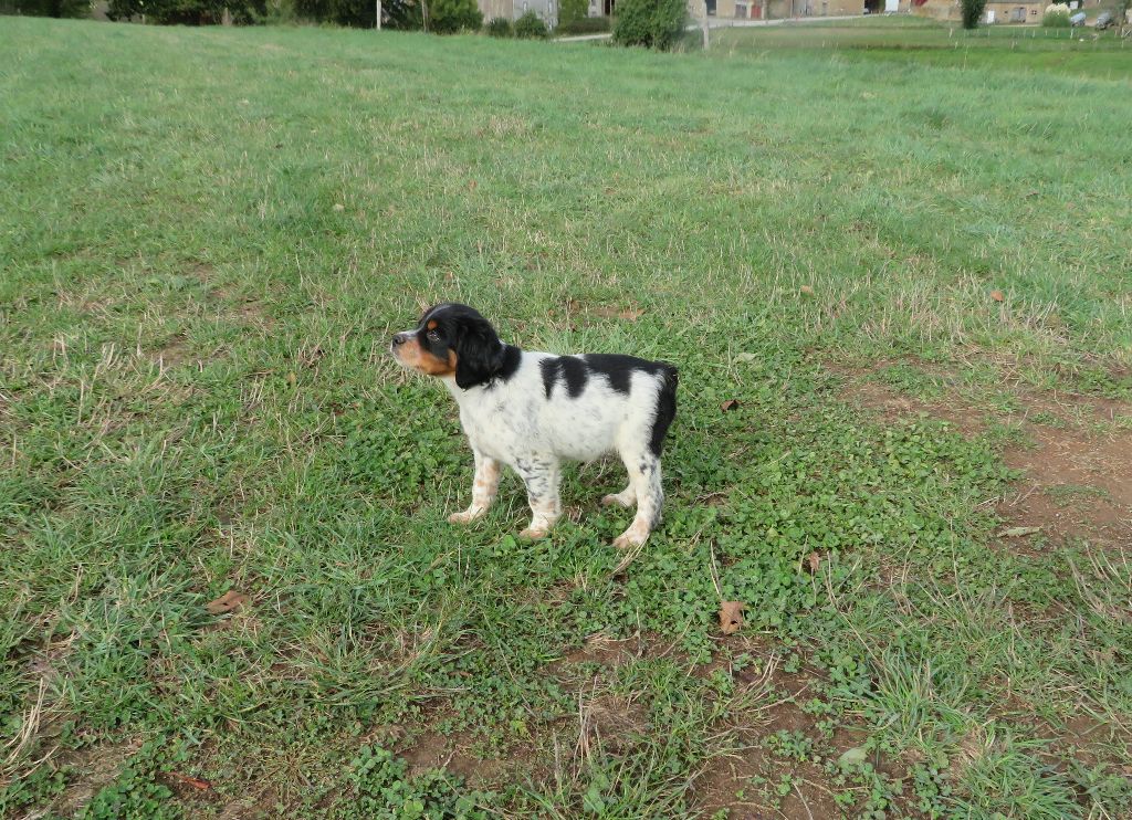 CHIOT