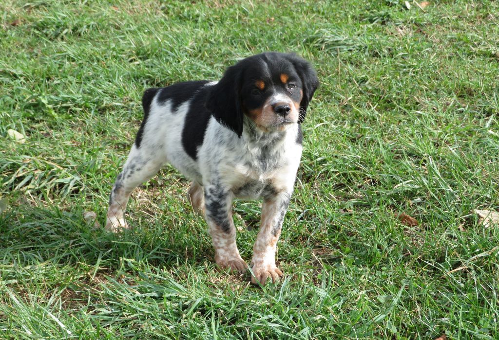 CHIOT