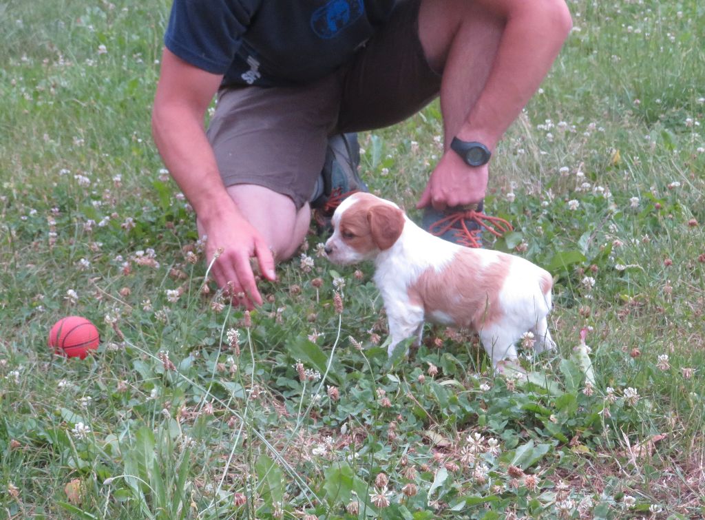 De la plaine marat - Chiots disponibles - Epagneul Breton