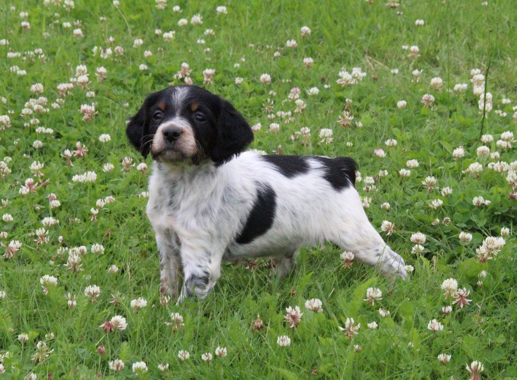 CHIOT